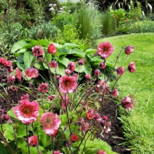 Geum 'Bell Bank'