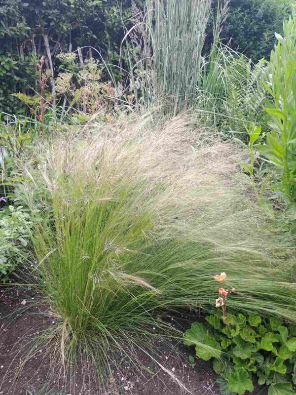 Stipa tenuissima - Image 3