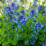Corydalis Calycosa Image