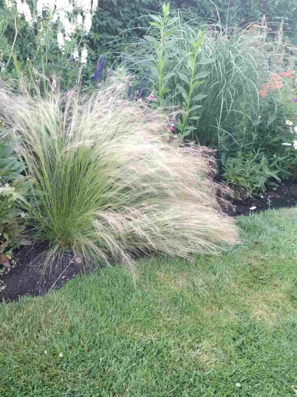 Stipa tenuissima - Image 4