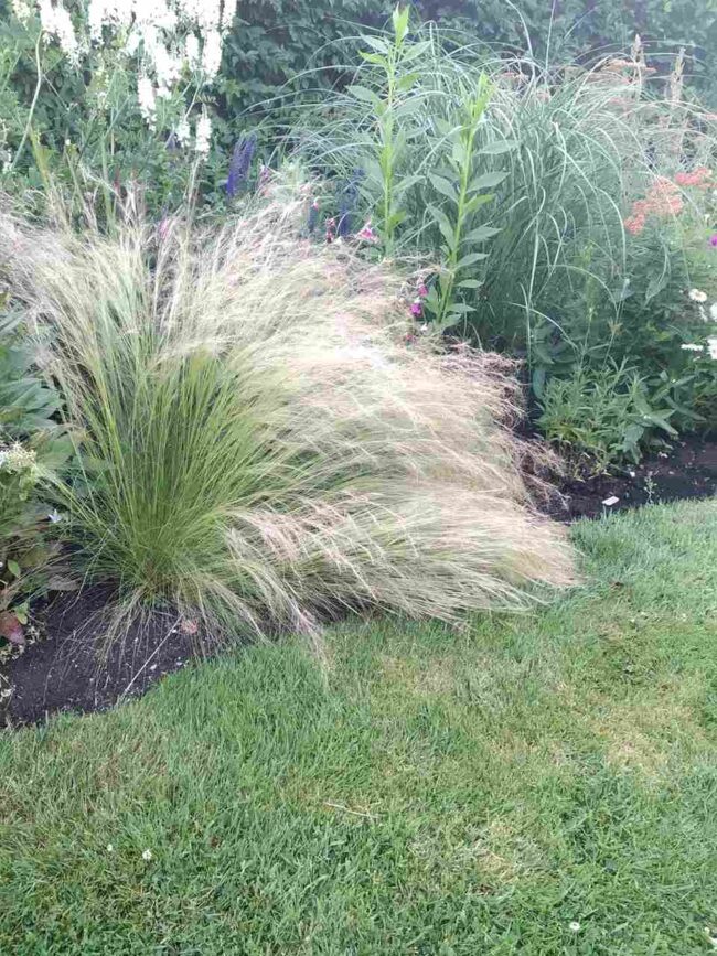 Stipa tenuissima