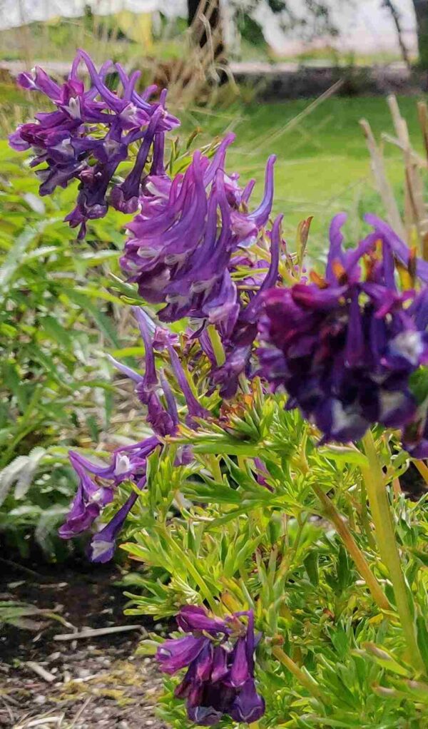 Corydalis 'Korn's purple' - Image 3