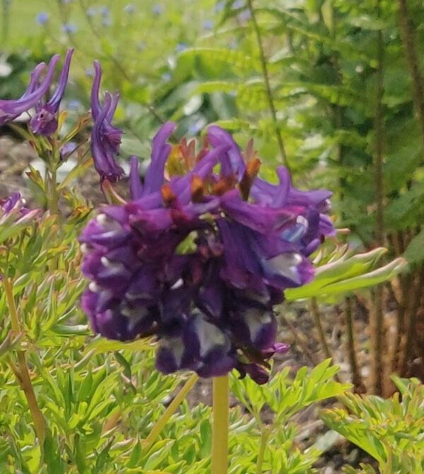 Corydalis 'Korn's purple' - Image 2