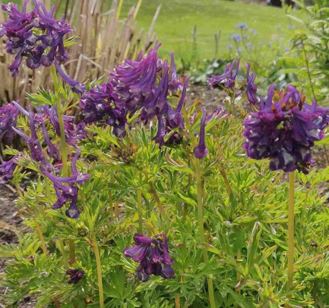 Corydalis 'Korn's purple'
