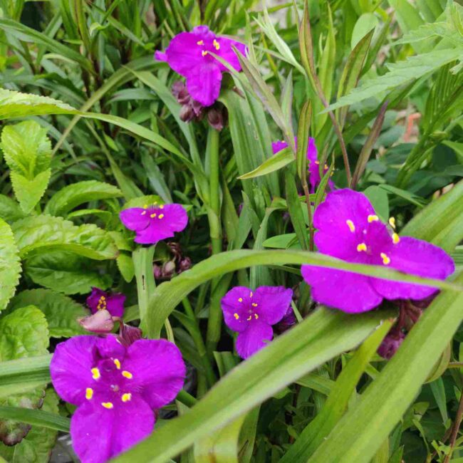 Tradescantia ‘Carmine Glow’ – Rich Carmine Spiderwort
