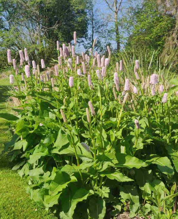 Persicaria Bistorta 'Superba' - Image 6