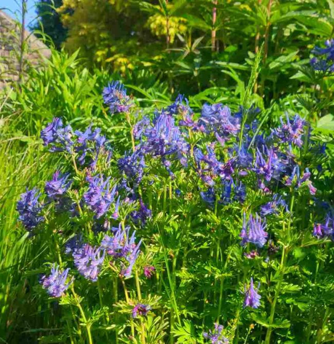 Corydalis 'Korn's purple'