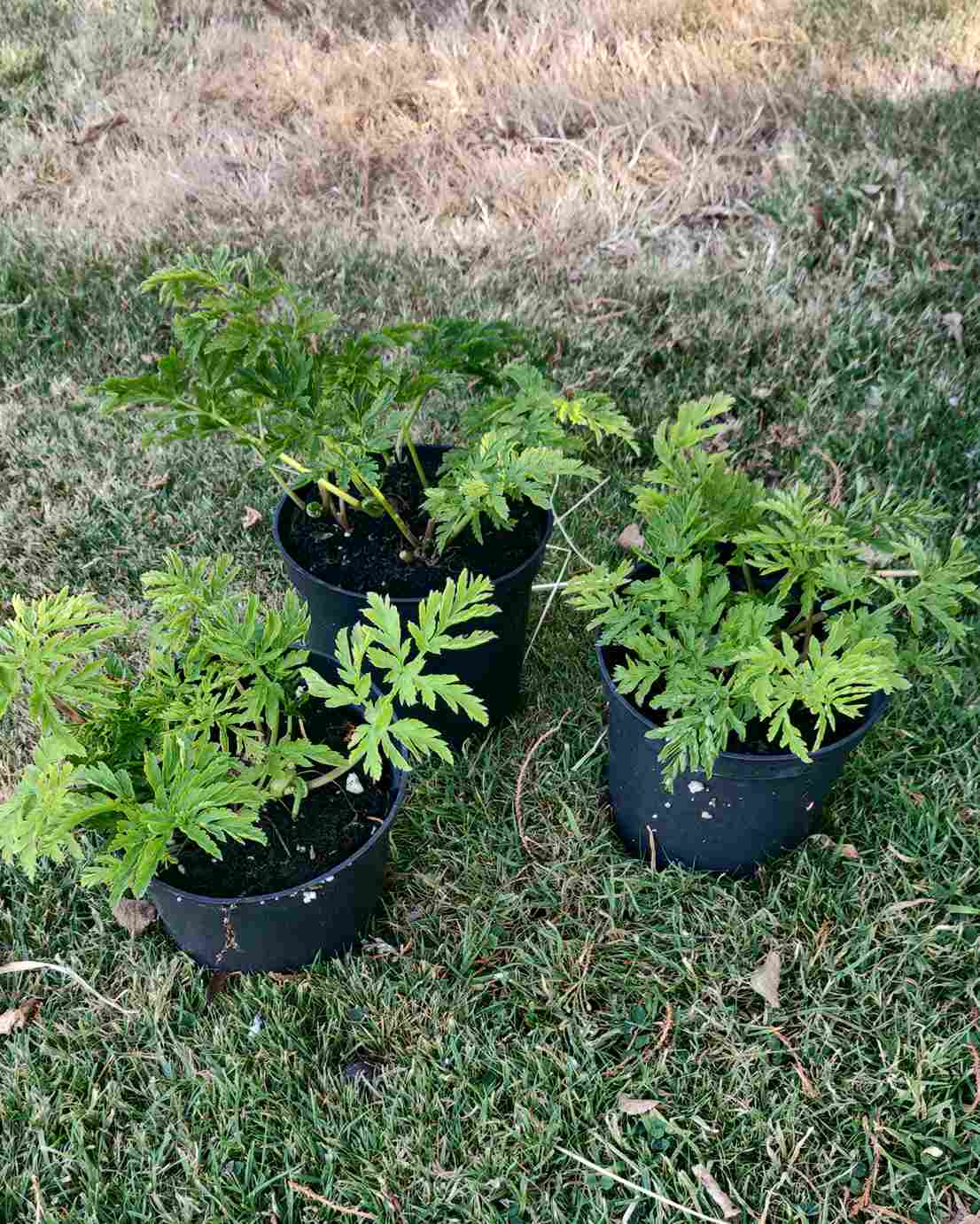 Chaerophyllum hirsutum 'roseum' - Image 3