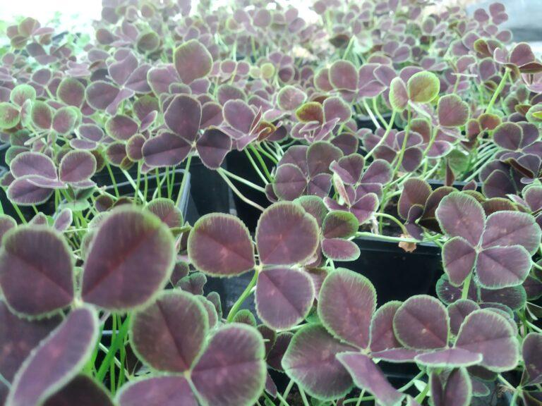 Trifolium repens atropurpureum Beautiful Perennial plants Online