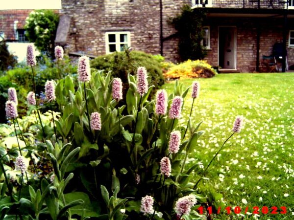 Persicaria Bistorta 'Superba' - Image 2
