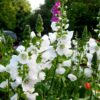 Sidalcea candida ‘Alba’ – Upright White Spires