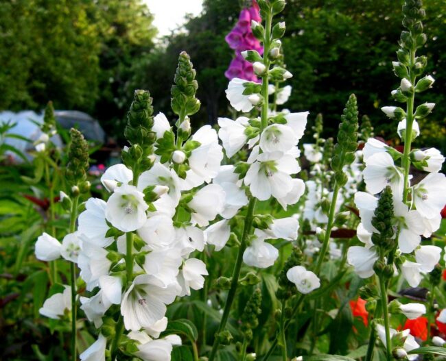Sidalcea candida 'Alba'
