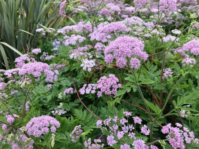 Chaerophyllum hirsutum 'roseum'