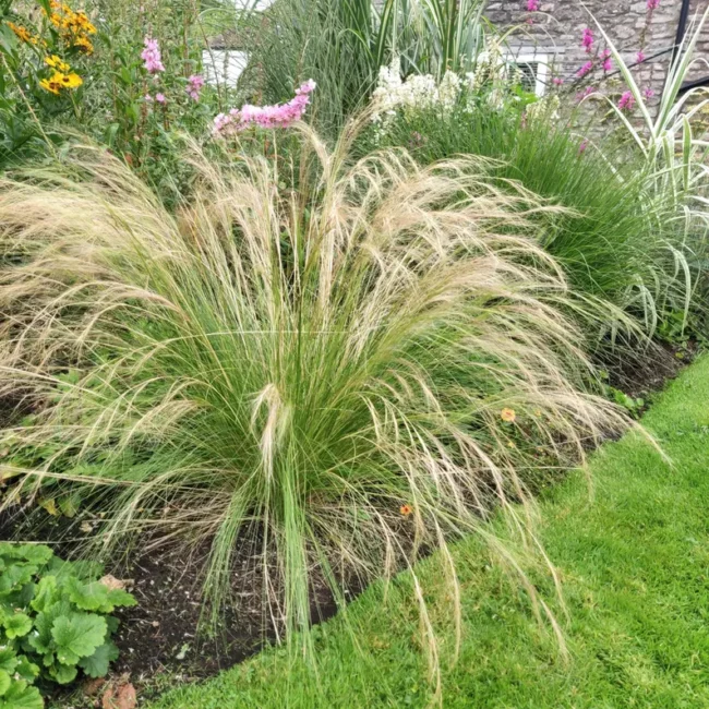 Stipa tenuissima – (3 x 9cm plants)