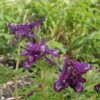 Corydalis 'Korn's purple'