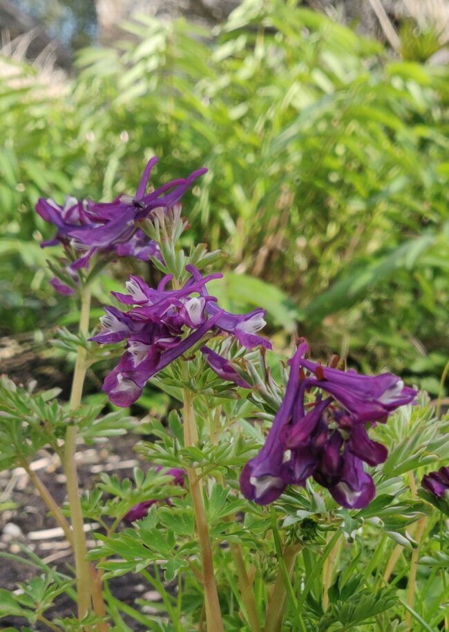 Corydalis 'Korn's purple'