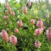 Trifolium rubens 'Peach pink'