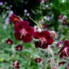 Geranium phaeum 'Samobor'