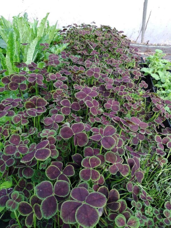 Trifolium repens atropurpureum Beautiful Perennial plants Online