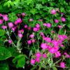 Lychnis 'Hill Grounds'