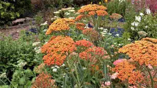 Achillea 'terracotta' - Image 2