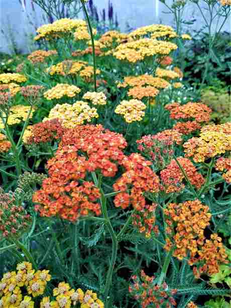 Achillea 'terracotta'