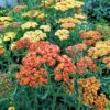 Achillea 'terracotta'