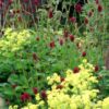Sanguisorba 'tanna'