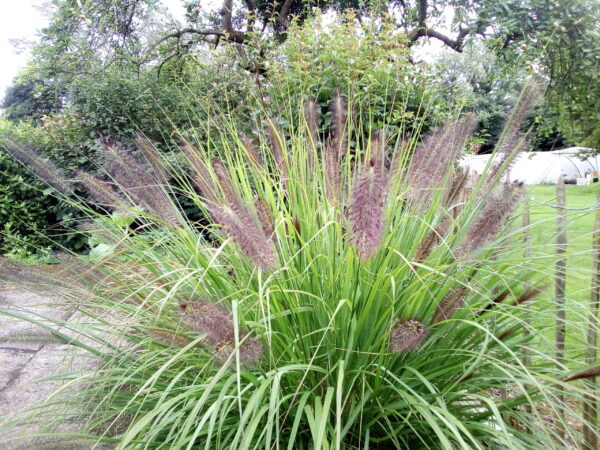 garden plant flowering