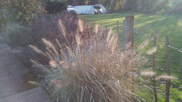 Pennisetum alopecuroides 'Red Head' - Image 3