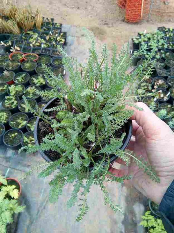 Achillea 'terracotta' - Image 3