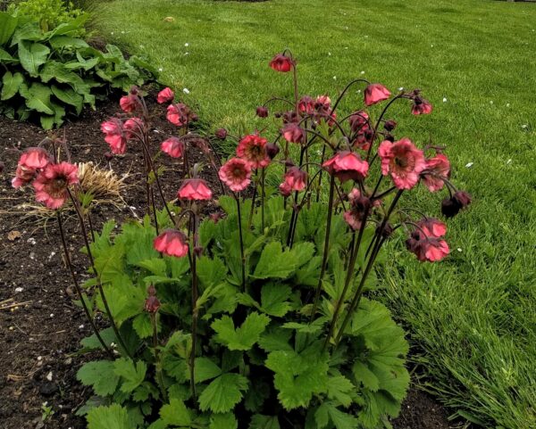 Geum 'Bell Bank' - Image 3