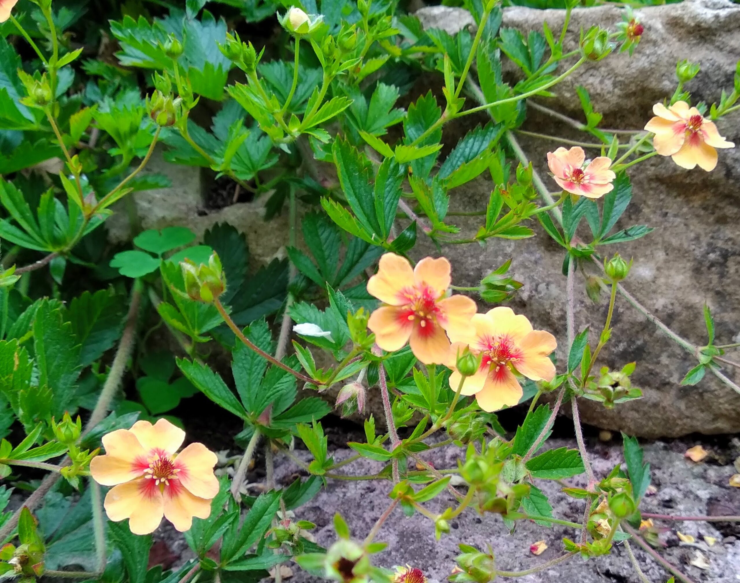 Potentilla × tonguei - Image 3