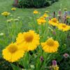 Helenium 'Butterpat'