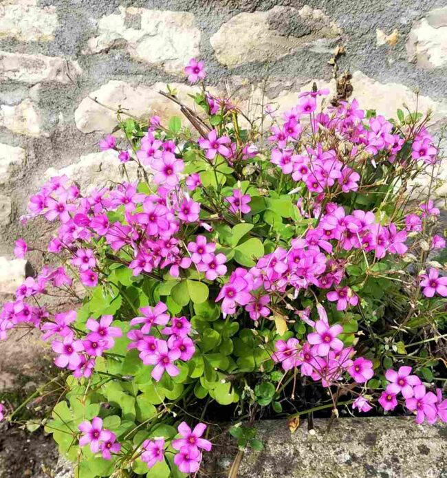 Oxalis articulata  'Festival'