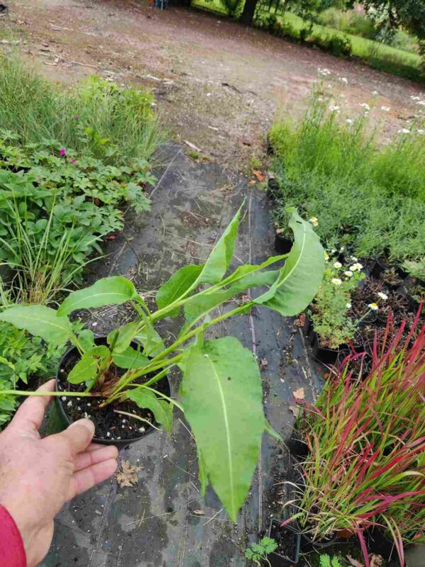 Persicaria Bistorta 'Superba' - Image 5
