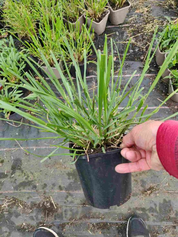 Pennisetum alopecuroides 'Red Head' - Image 4