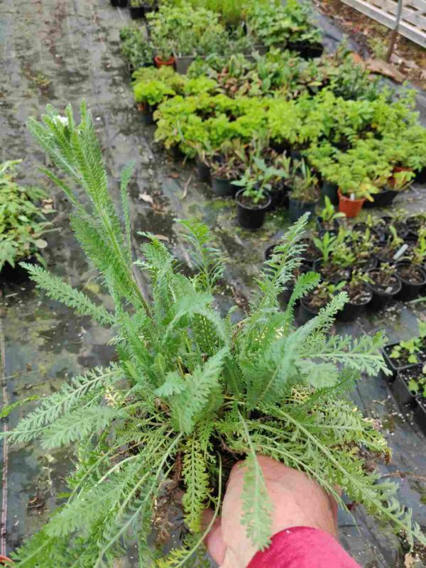 Achillea 'walther funke' - Image 3