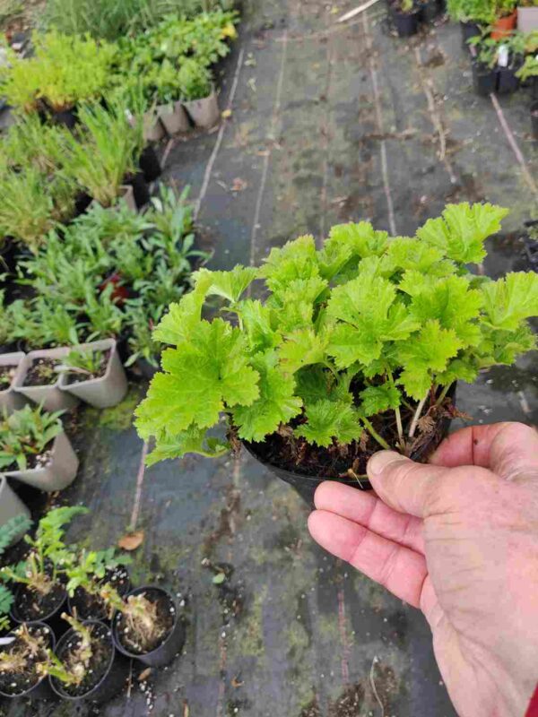 Geum 'Peachy Pink' - Image 4