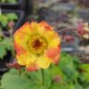 Geum 'apricot yellow'