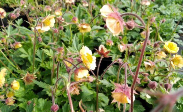 Geum 'Savannah sunset' - Image 3