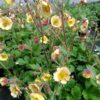 Geum 'Savannah sunset'