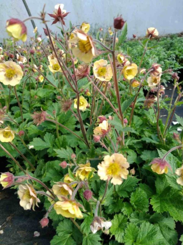 Geum 'Savannah sunset'