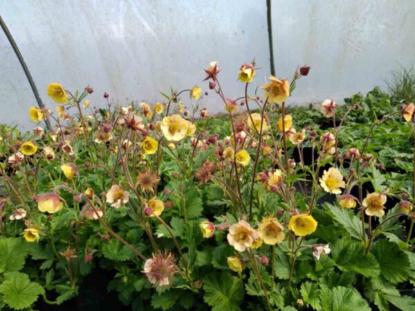 Geum 'Savannah sunset' - Image 2