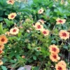 Potentilla × tonguei
