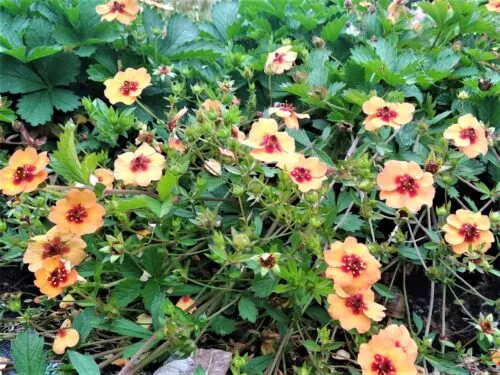 Potentilla × tonguei