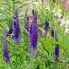 Veronica 'Sunny Border Blue'