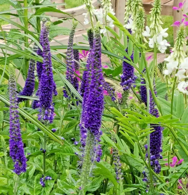 Veronica 'Sunny Border Blue'