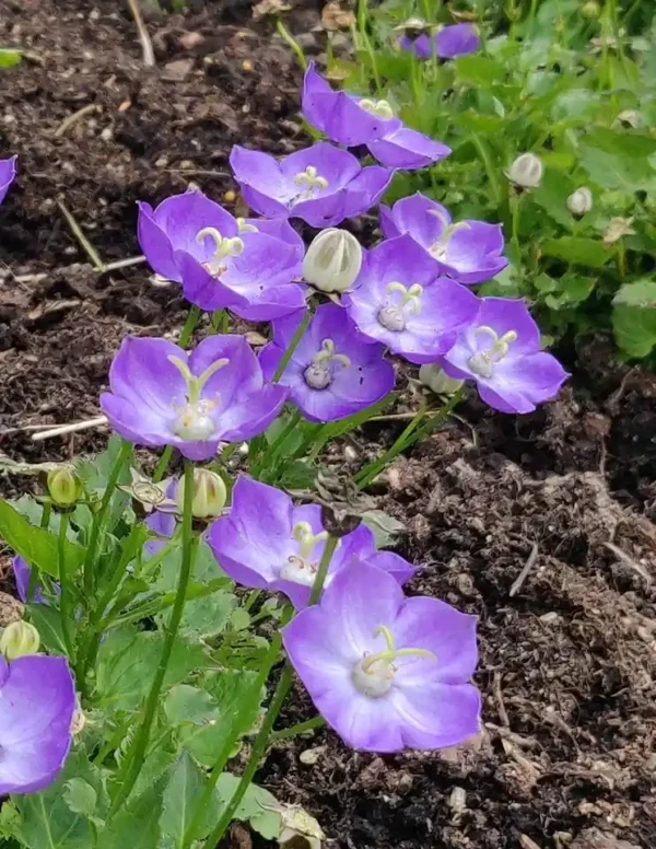 Campanula 'blue and white' - Image 3