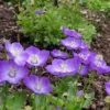 Campanula 'blue and white'